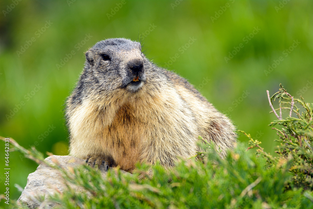 Marmotta alpina