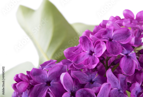 Fototapeta Naklejka Na Ścianę i Meble -  blooming lilac macro