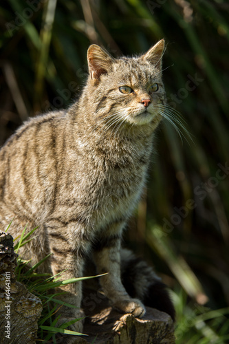 Scottish Wildcat © davemhuntphoto