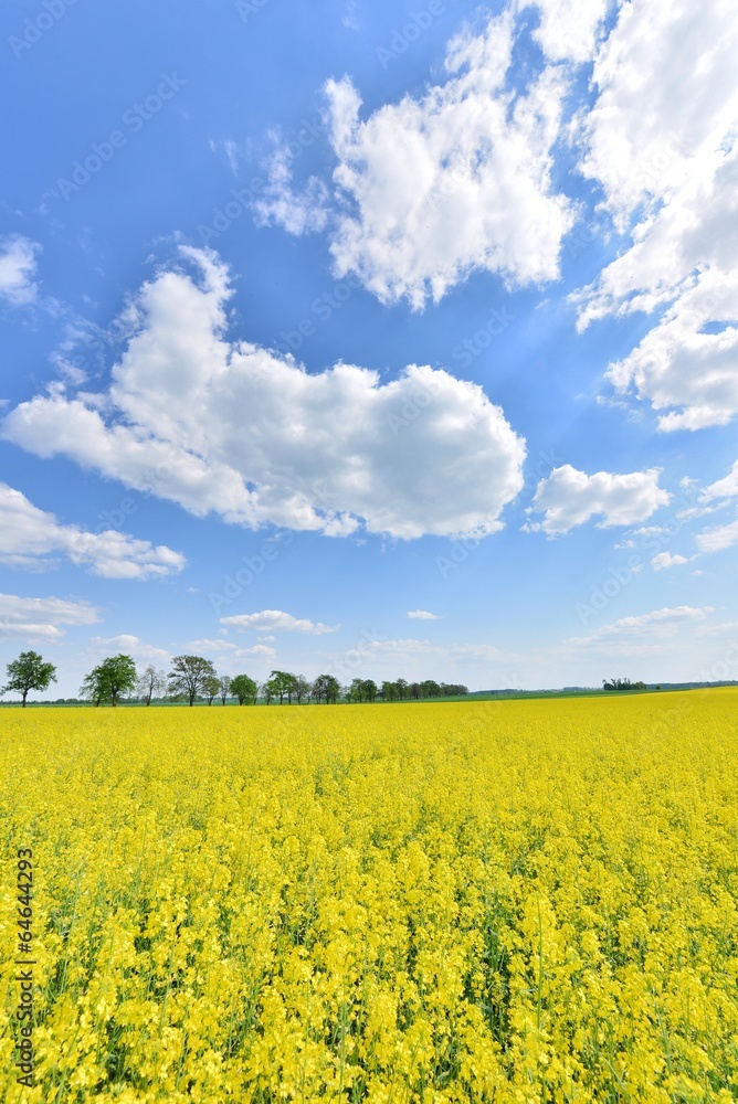 summer landscape summer landscape
