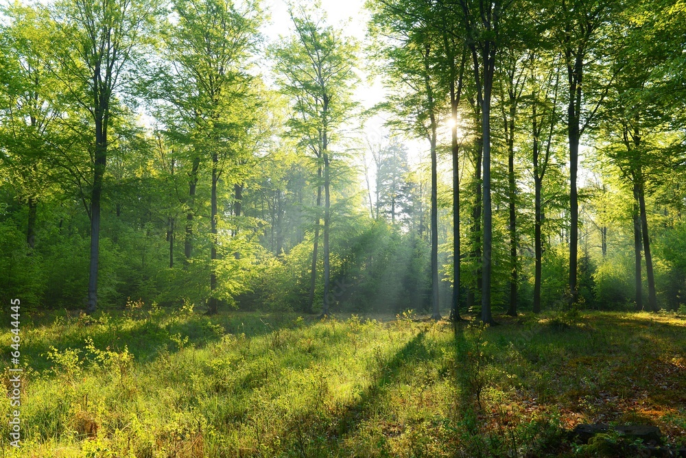 forest forest