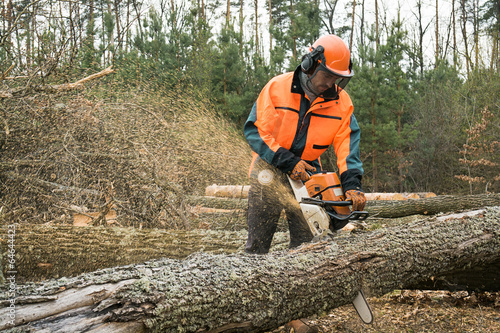 Forestry worker with chainsaw is sawing a log. Process of loggin photo