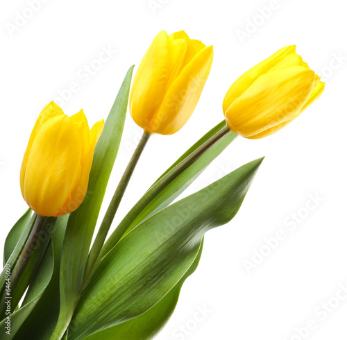 Beautiful tulips isolated on white