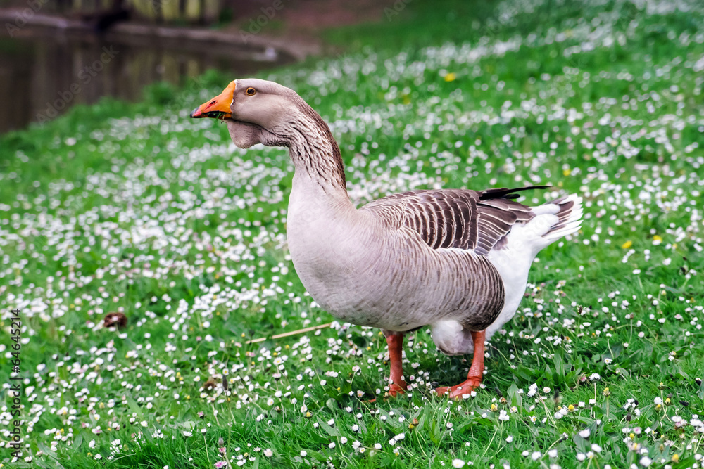Beautiful goose near the lake Beautiful goose near the lake
