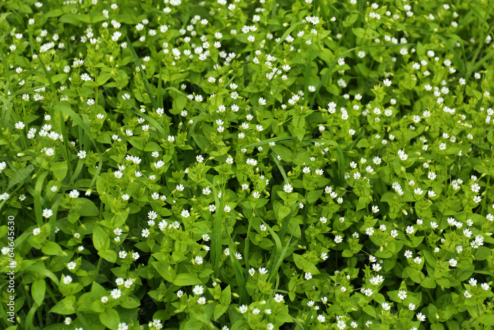 Obraz premium Beautiful spring grass outdoors