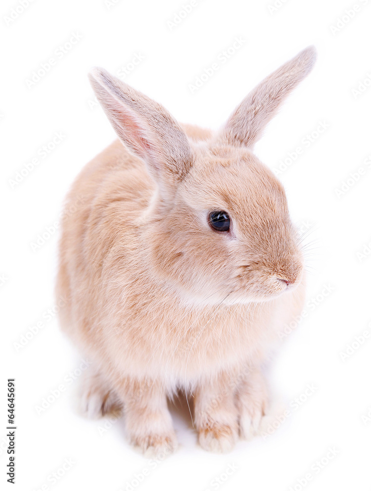 Cute rabbit, isolated on white Cute rabbit, isolated on white
