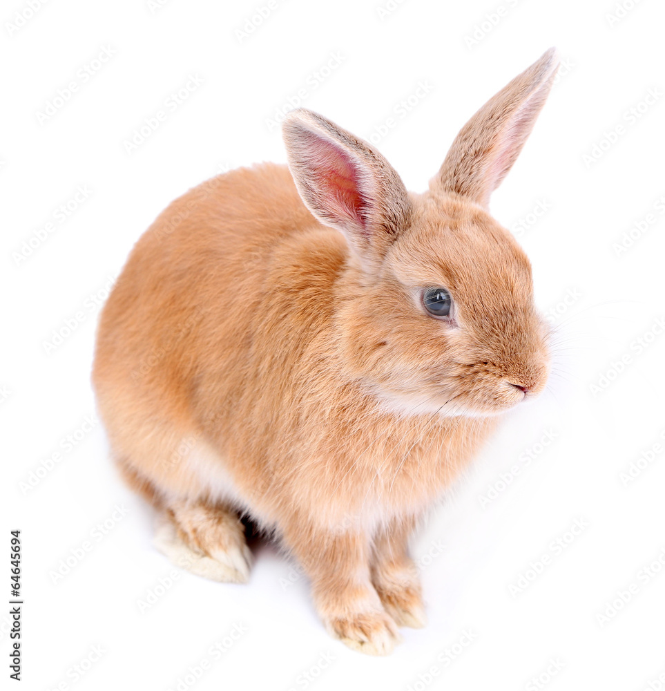 Obraz premium Cute rabbit, isolated on white