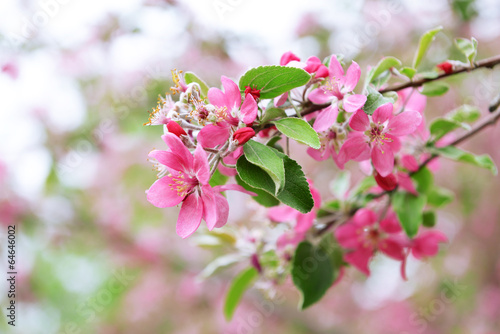 Beautiful fruit blossom outdoors