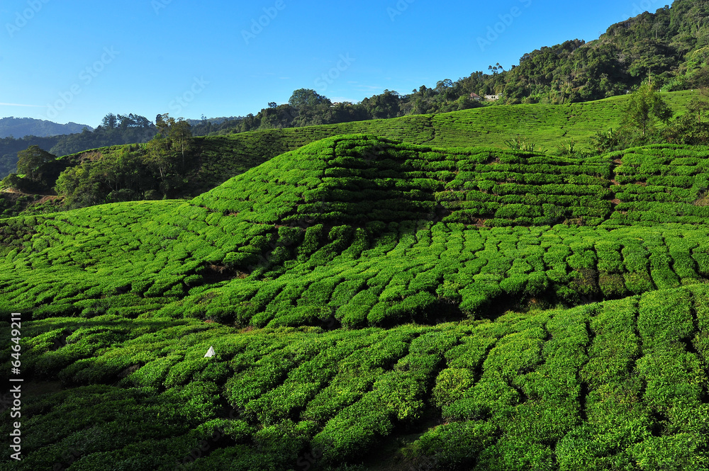 Tea Plantation on Mountain