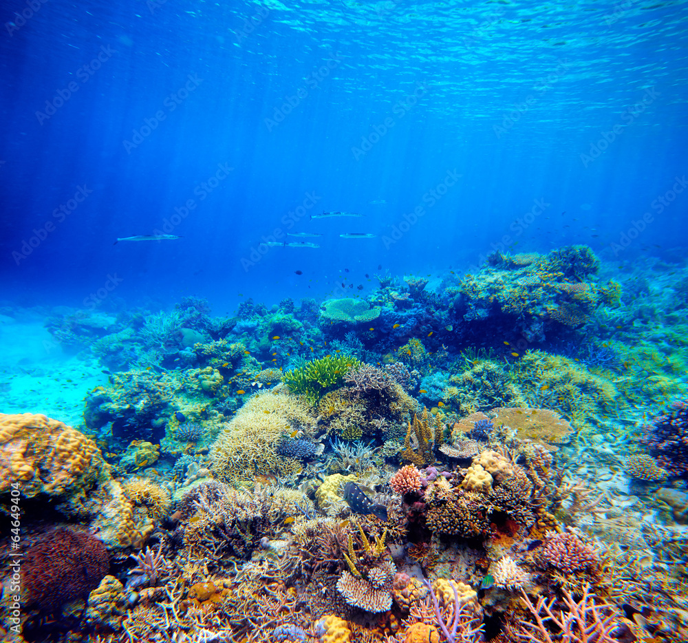 Underwater scene. Coral reef, colorful fish and sunny sky shinin