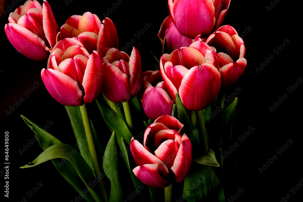 Crimson and White Tulips Crimson and White Tulips