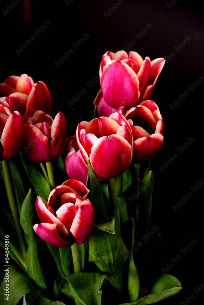 Crimson and White Tulips Crimson and White Tulips