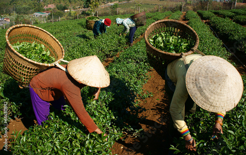 Tea picker pick tea leaf on agricultural plantation photo