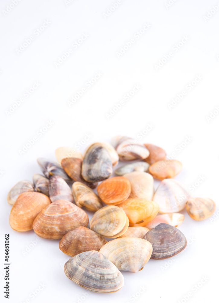 A group of seashells over white background A group of seashells over white background