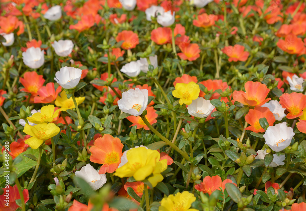 Obraz premium flowers background