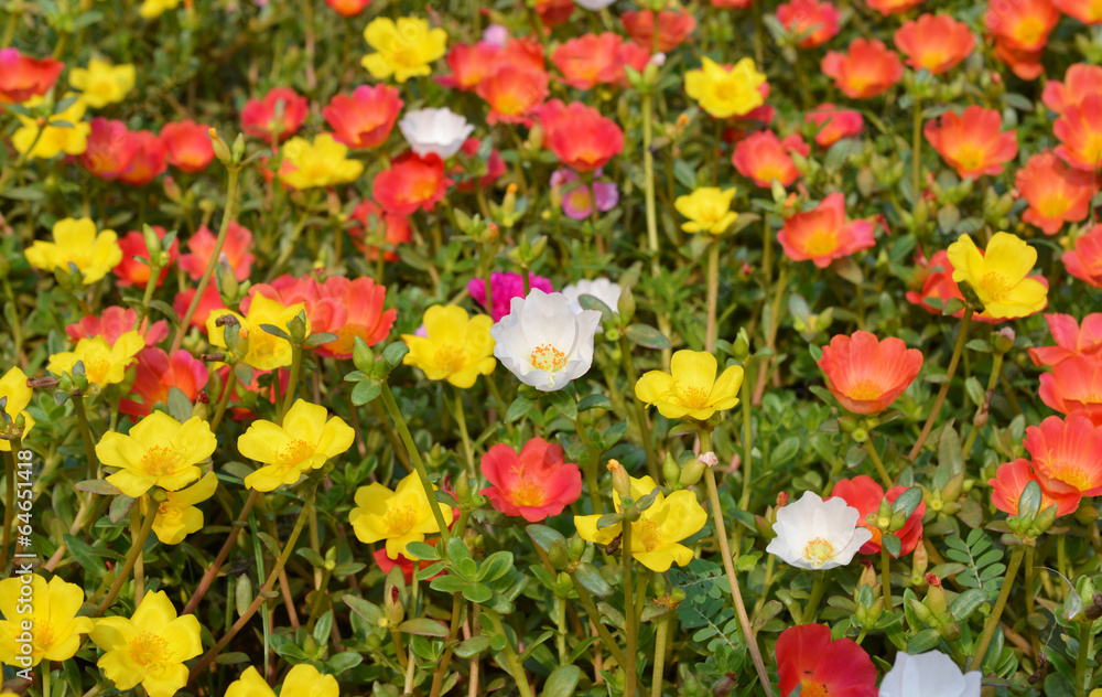 flowers background