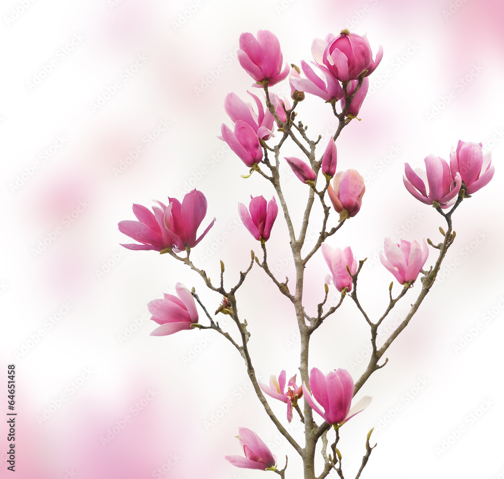 Pink magnolia flowers isolated on white background