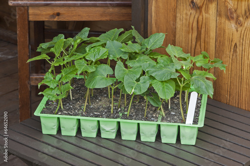 Young runner bean plants in seed pots with shed background.