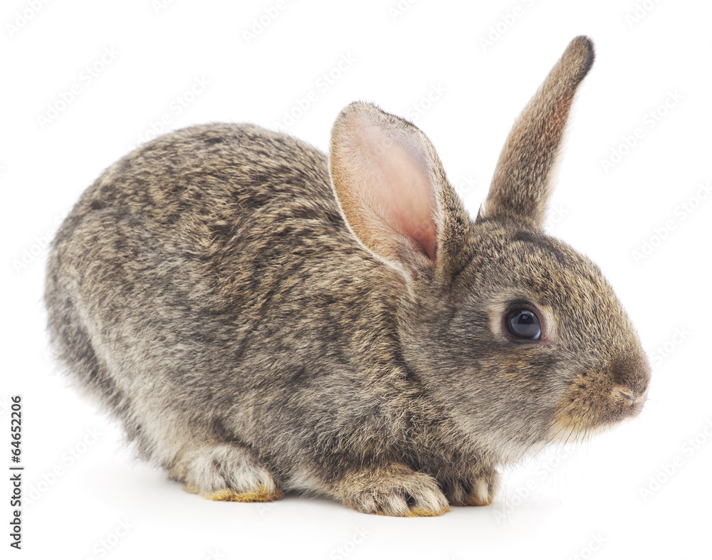 Rabbit