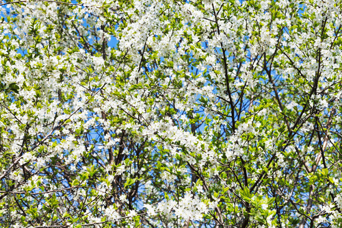 Fototapeta Naklejka Na Ścianę i Meble -  white blossoming cherry tree crown