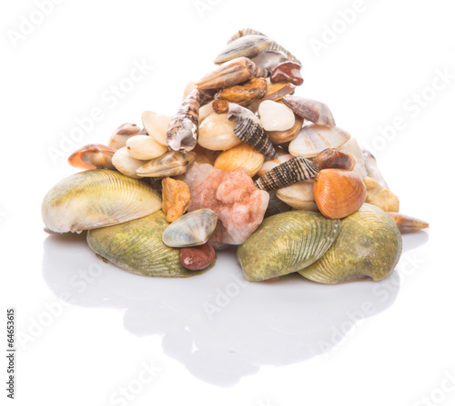 A group of seashells over white background