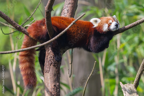 Valokuva Red Panda, Firefox or Lesser Panda