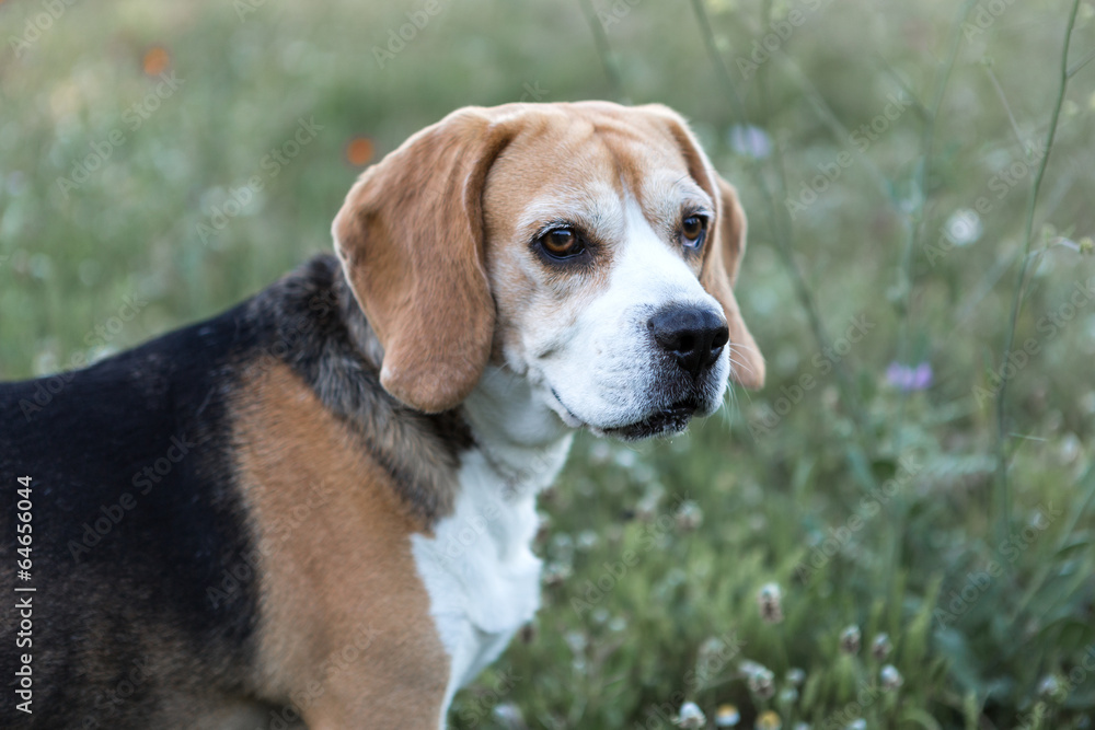 Beagle dog