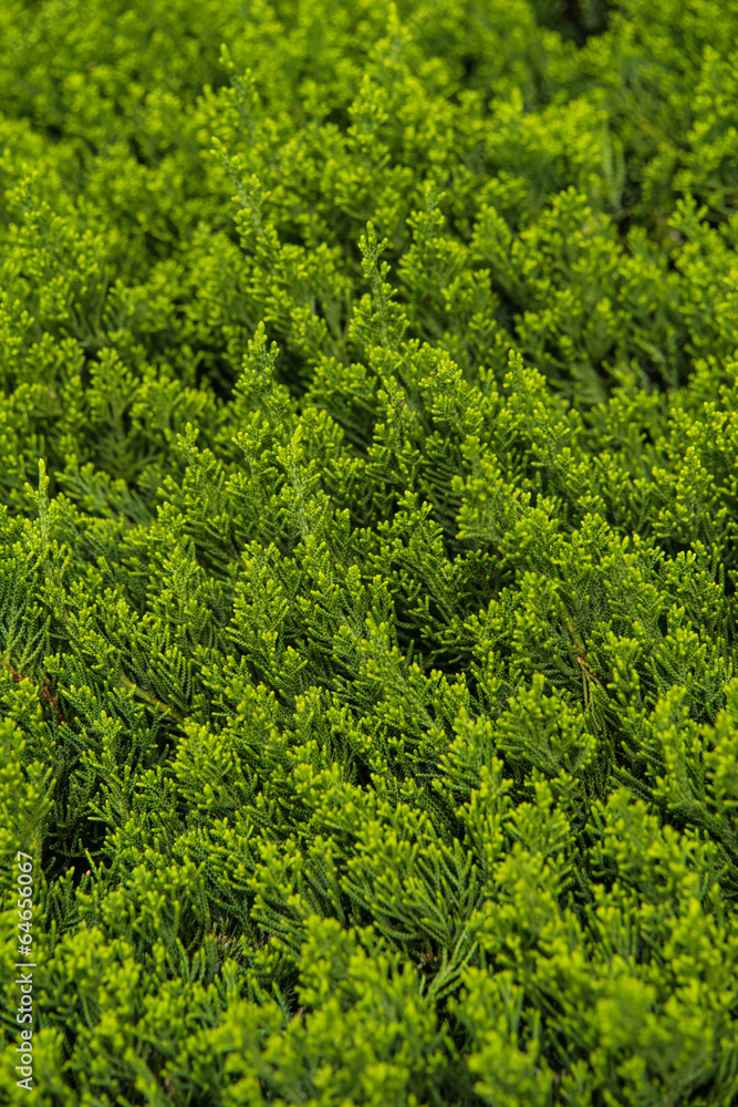 Background of Pine tree branches Vertical Shot Background of Pine tree branches Vertical Shot
