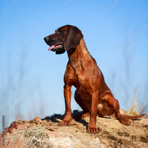 Bavarian Mountain Hound