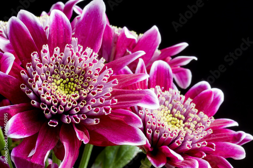 Fototapeta Naklejka Na Ścianę i Meble -  Close up image of dark pink chrysanthemum flowers on black