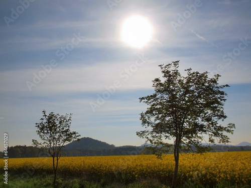 Wallpaper Mural Two trees, stalk of rape in the spring yellow field  Torontodigital.ca