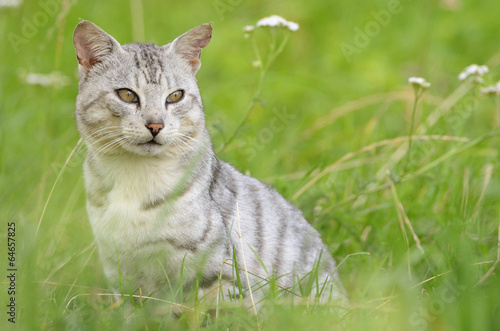 Domestic cat in meadow with pretty white tiger like fur.