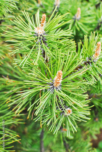 pine Mountain Pinus mugo Turra photo