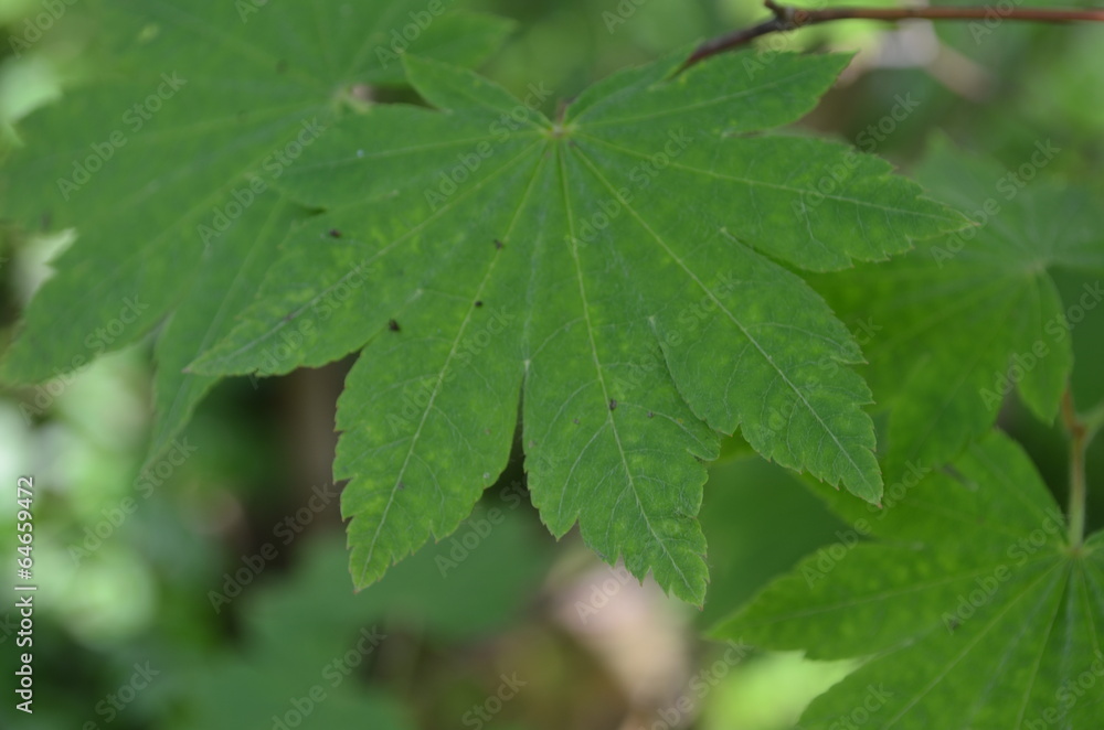 Obraz premium コハウチワカエデ