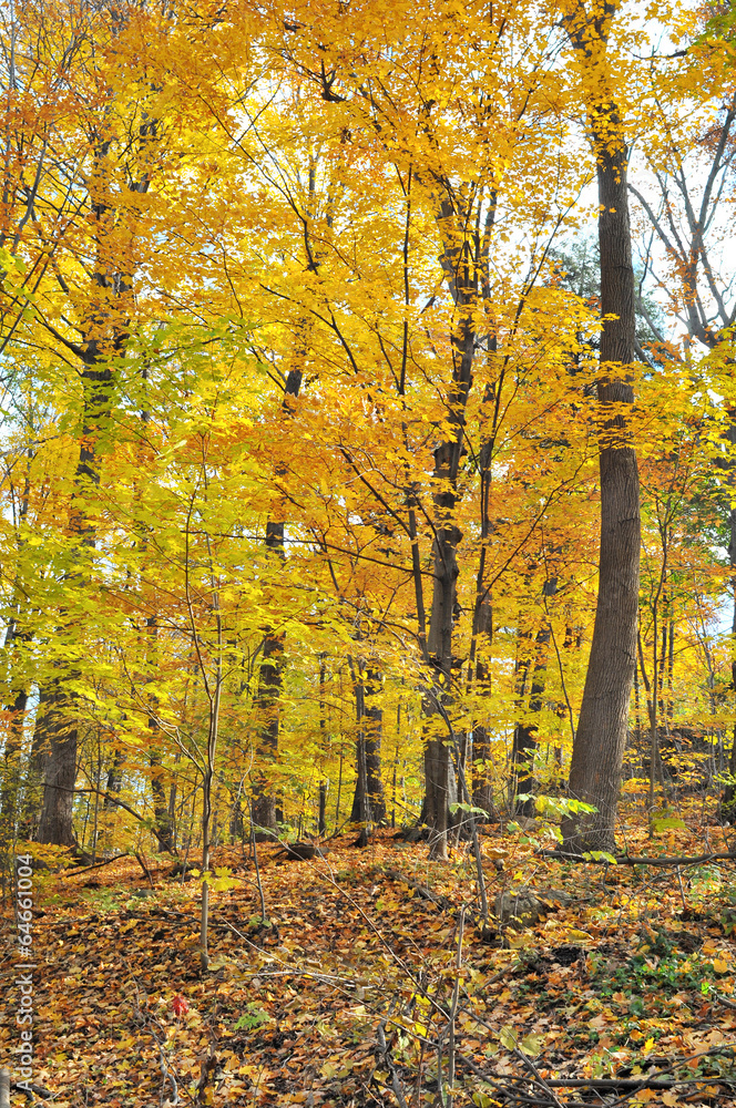 Autumn hiking trail