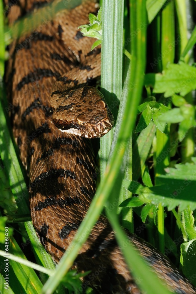Fototapeta premium Vipera aspis ssp.francisciredi 