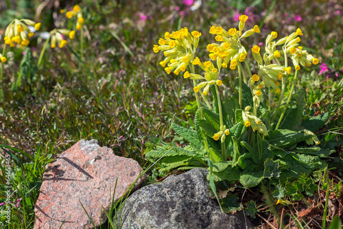 Cowslip in a cultivated area