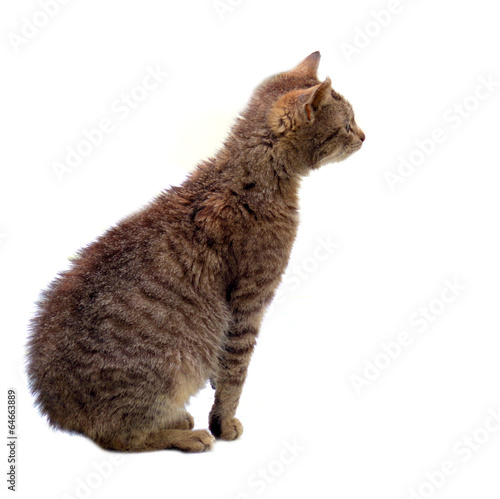 Isolated cat looking at milk