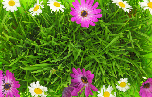 Green grass and white, pink flowers background