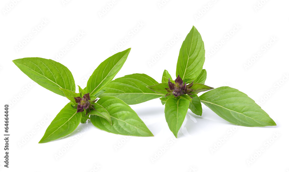 basil leaves isolated on white background basil leaves isolated on white background
