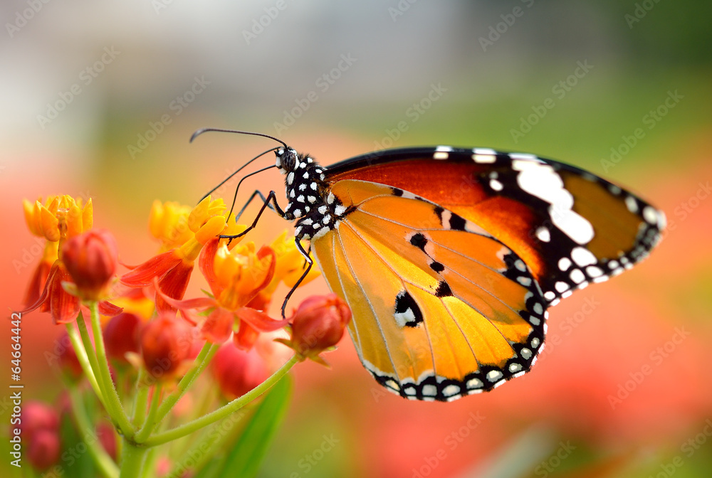 Naklejka premium Motyl na pomarańczowym kwiacie w ogródzie