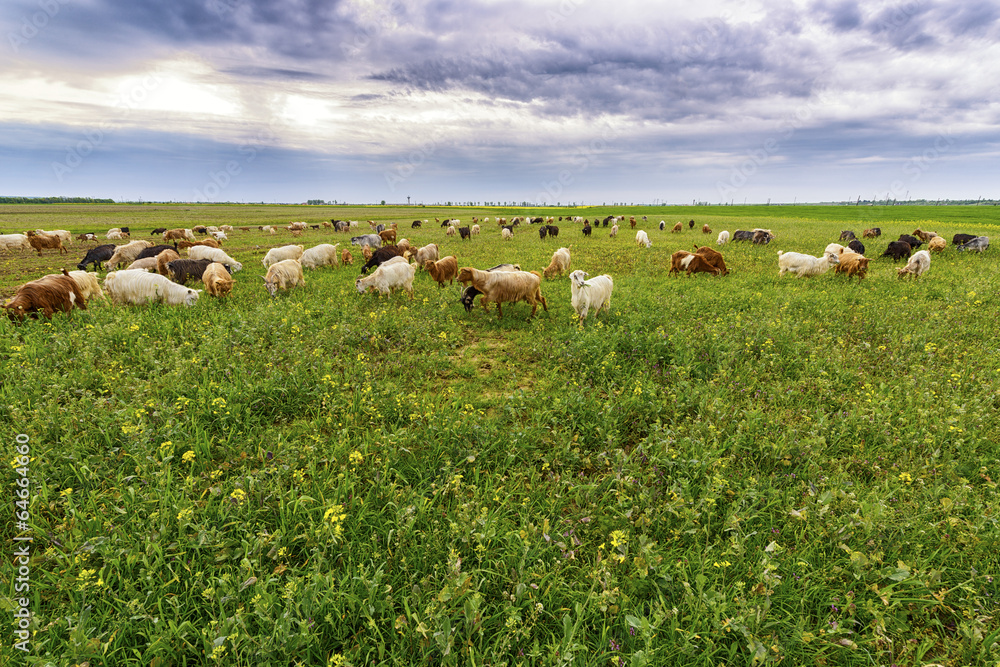sheep and goats grazed on a spring meadow
