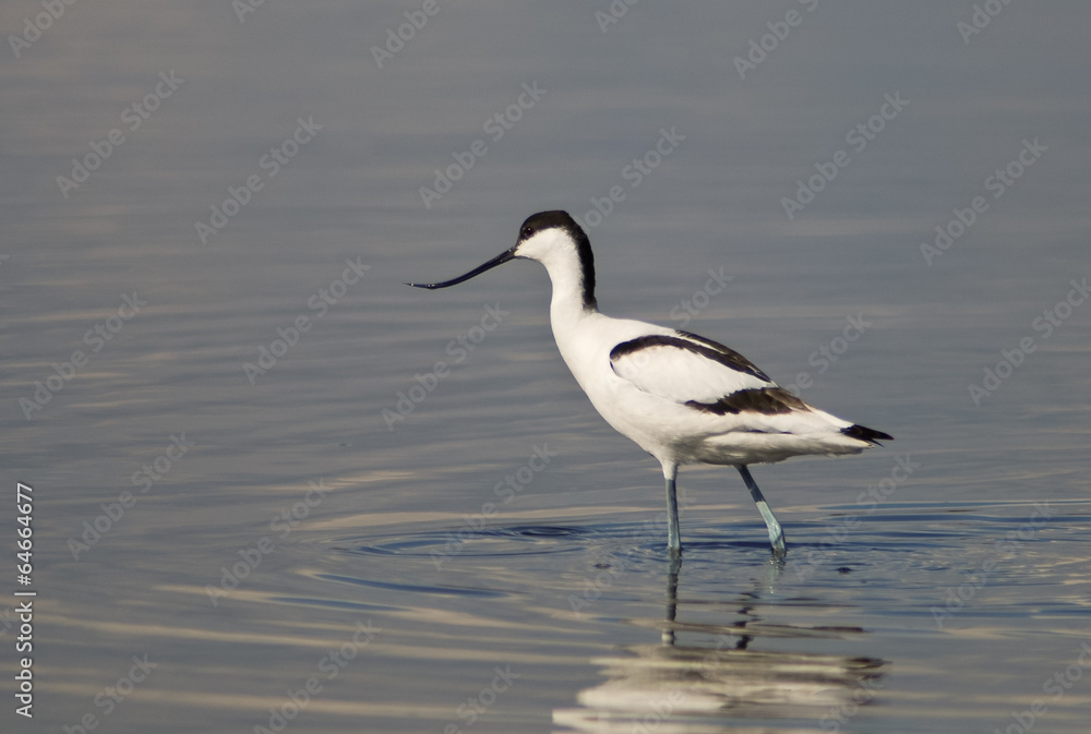 avocetta (Recurvirostra avosetta) avocetta (Recurvirostra avosetta)