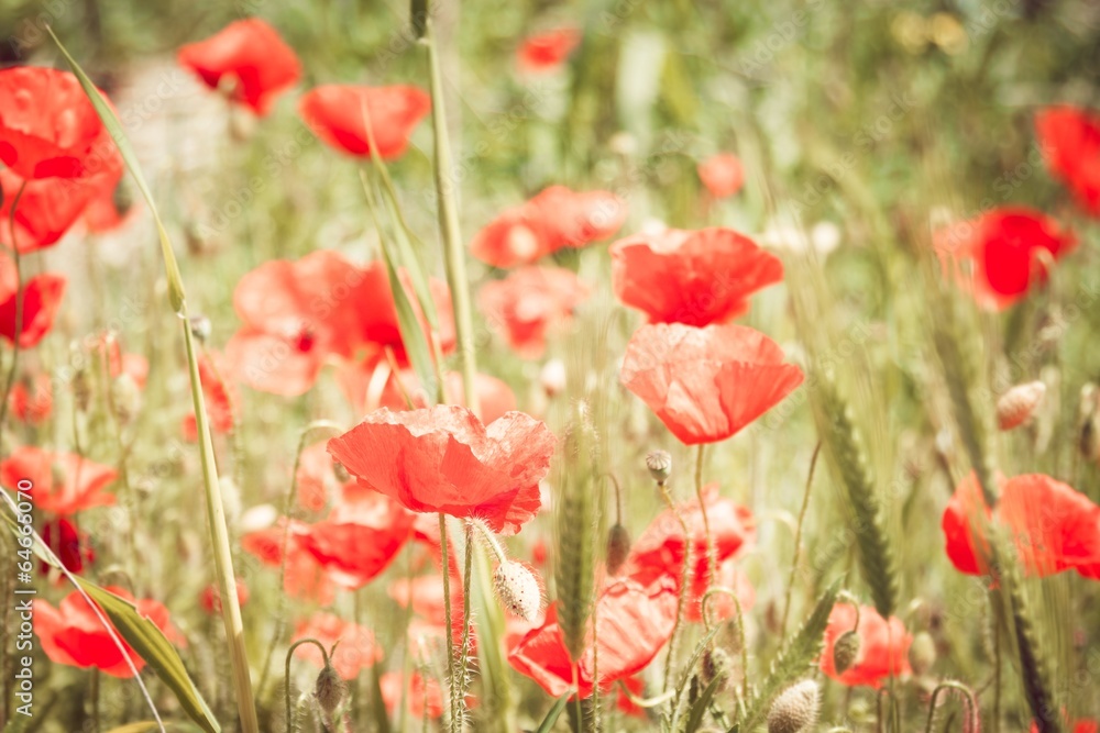 Obraz premium green grass and red poppies