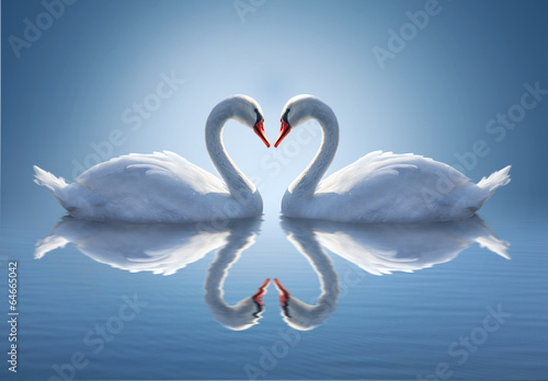 Stampa su tela Romantic two swans,  symbol of love.