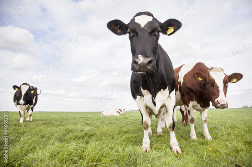 red and black cows in dutch meadow © ahavelaar