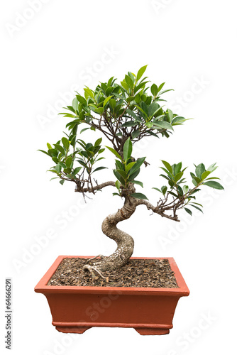 green bonsai banyan tree