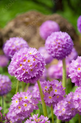 Purple primrose © Marina Yudicheva