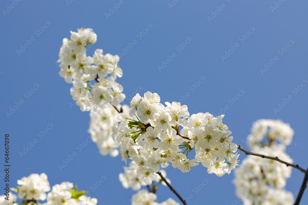 cherry 5 cherry 5