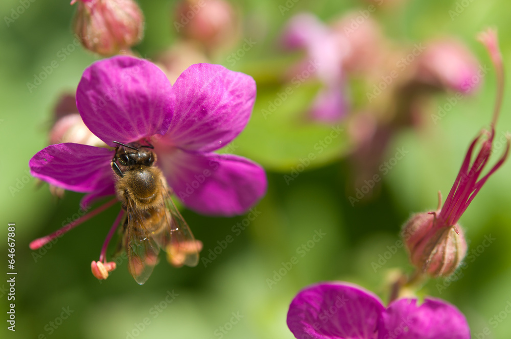 Geranium Geranium